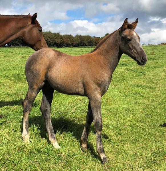 Stunning Grey Colt For Sale in Leicestershire, East Midlands, United