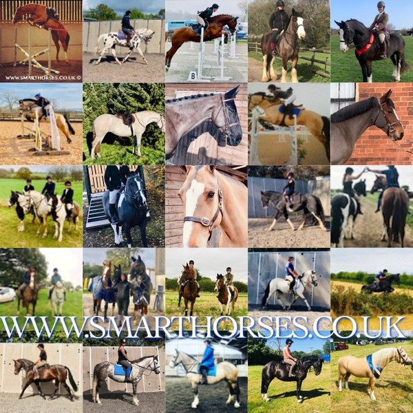 Sales / Schooling Livery 
