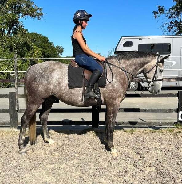 Sparrow 7yo 16hh ISH gelding