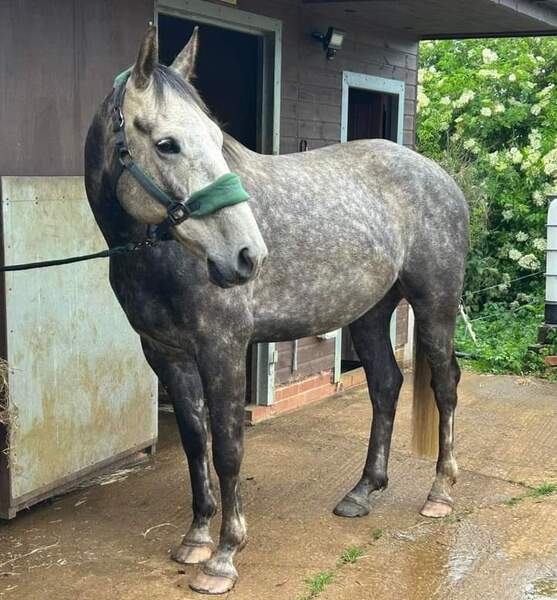 Sparrow 7yo 16hh ISH gelding