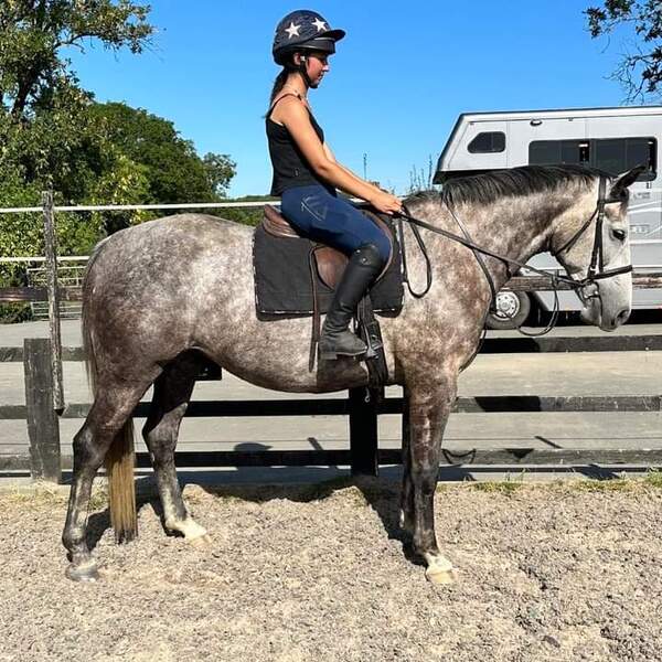 Sparrow 7yo 16hh ISH gelding