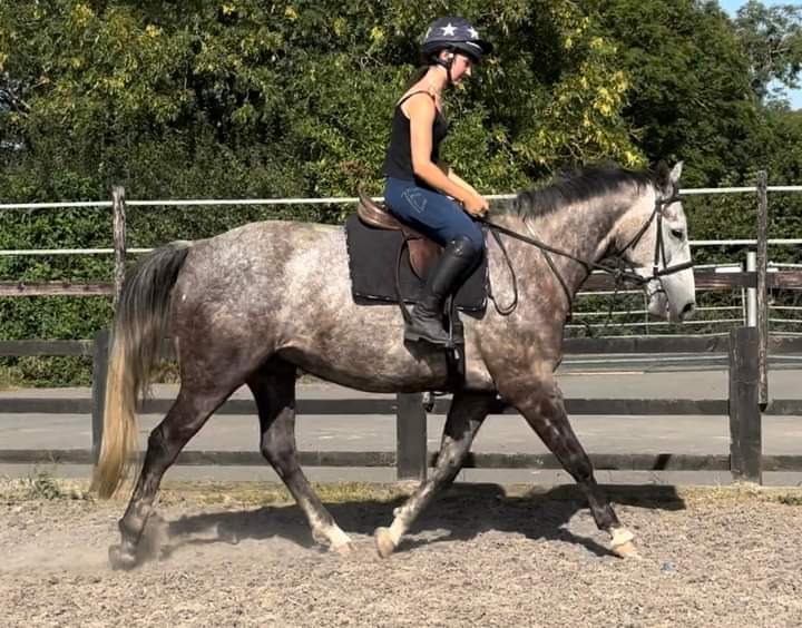 Sparrow 7yo 16hh ISH gelding