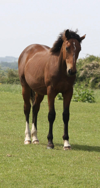 Classy Bay Colt