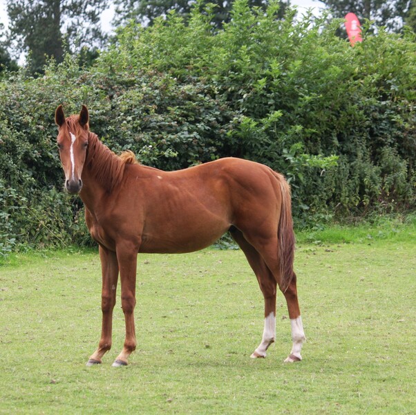 Super Chestnut Colt