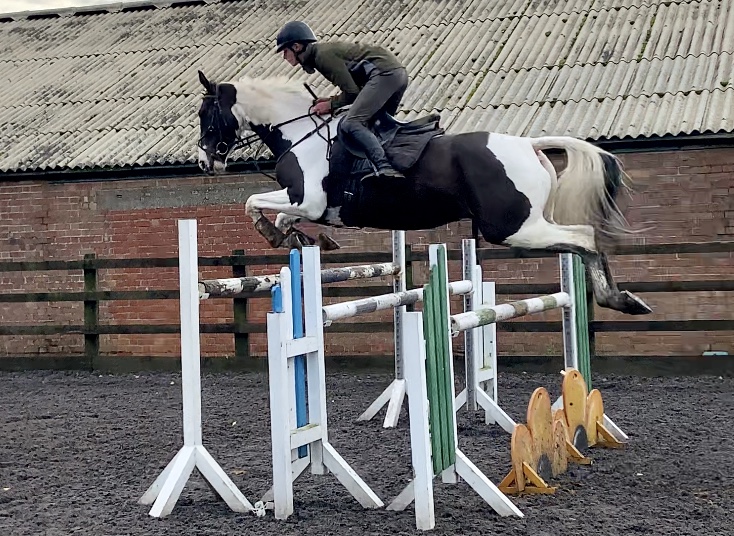 Stinning coloured Sligo Candy Boy 5YO Gelding For Sale in Lincolnshire