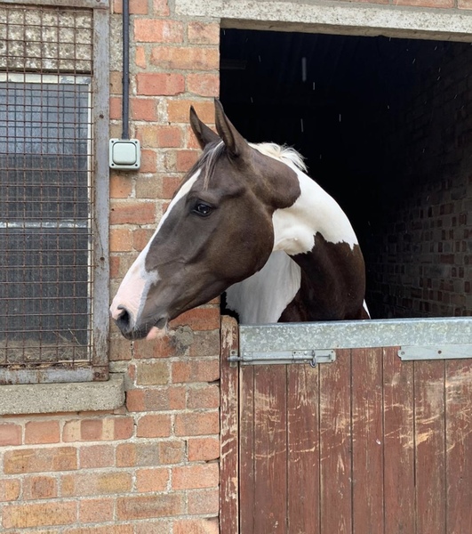 Stinning coloured Sligo Candy Boy 5YO Gelding For Sale in Lincolnshire