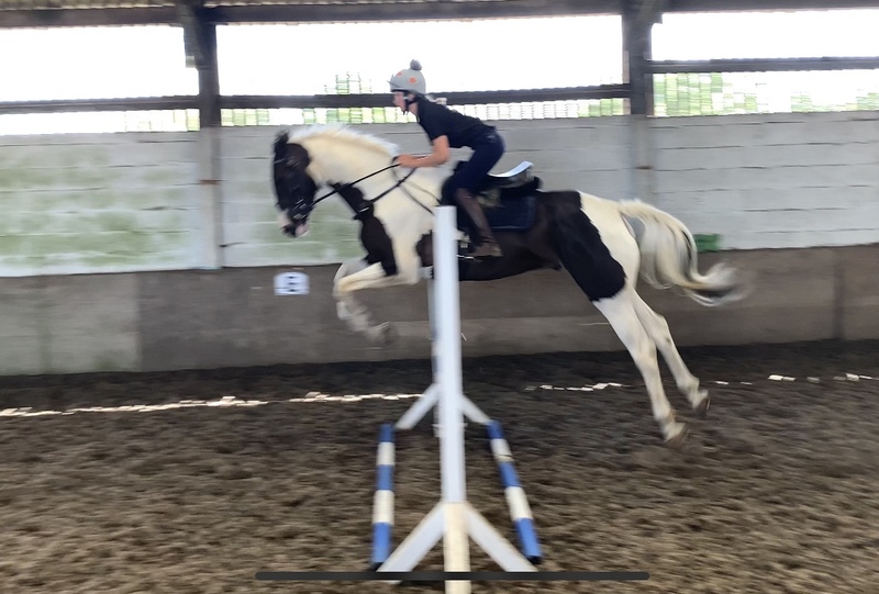 Stinning coloured Sligo Candy Boy 5YO Gelding For Sale in Lincolnshire