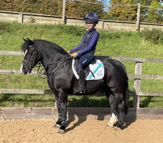 Doogal cob gelding 10 yo 13.2hh