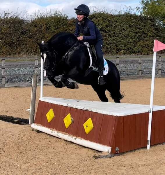 Doogal cob gelding 10 yo 13.2hh