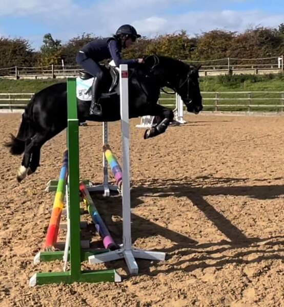 Doogal cob gelding 10 yo 13.2hh