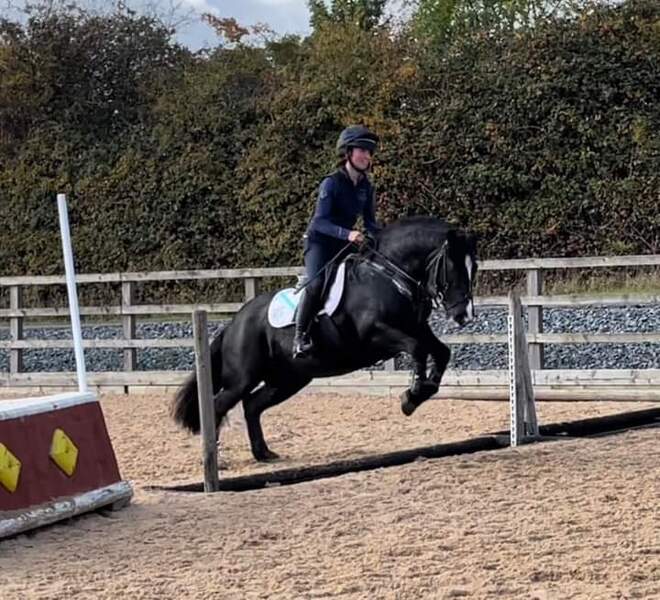 Doogal cob gelding 10 yo 13.2hh