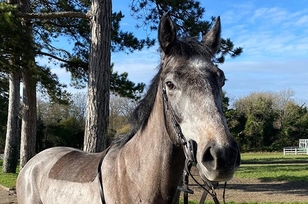 Potential ex racehorses