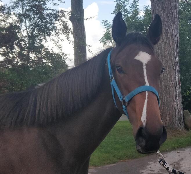 Potential ex racehorses