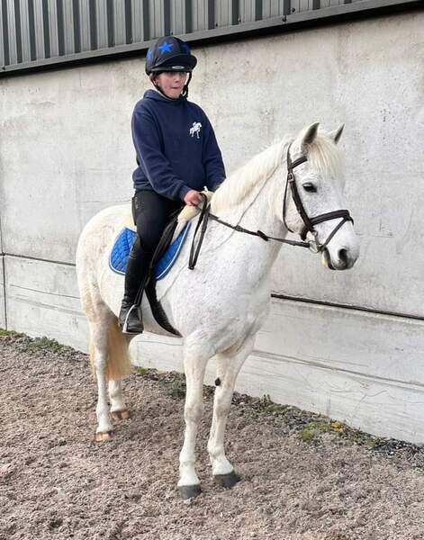 Beauty  13.2hh 2006 new forest mare