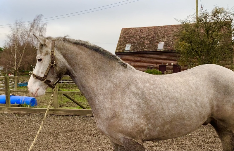 15hh fully registered Connemara gelding For Sale in Gloucestershire