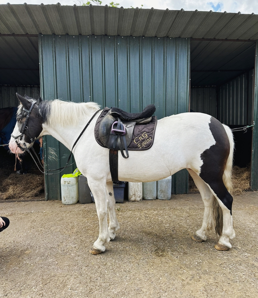 Outstanding cob allrounder 