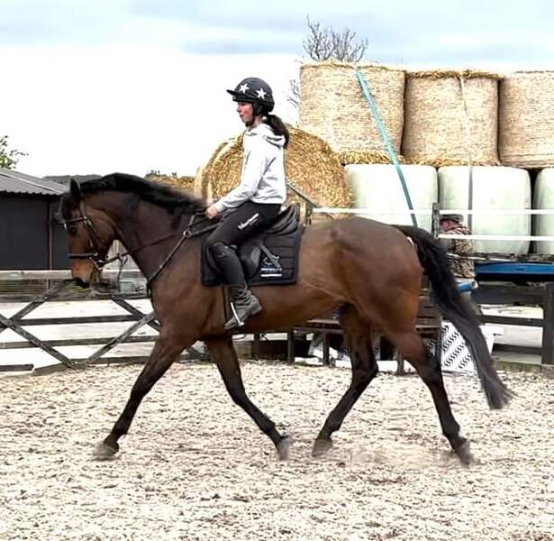 Monty 16.1 2015 Bay Irish Sports Horse Gelding