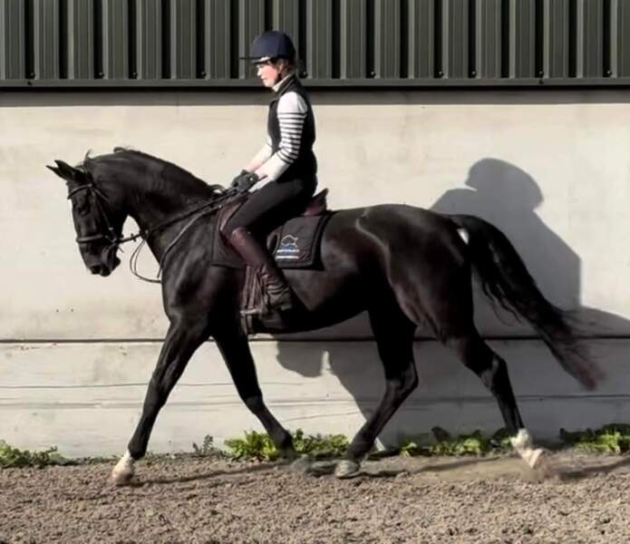 Juno 16.2 warmblood black mare 2017