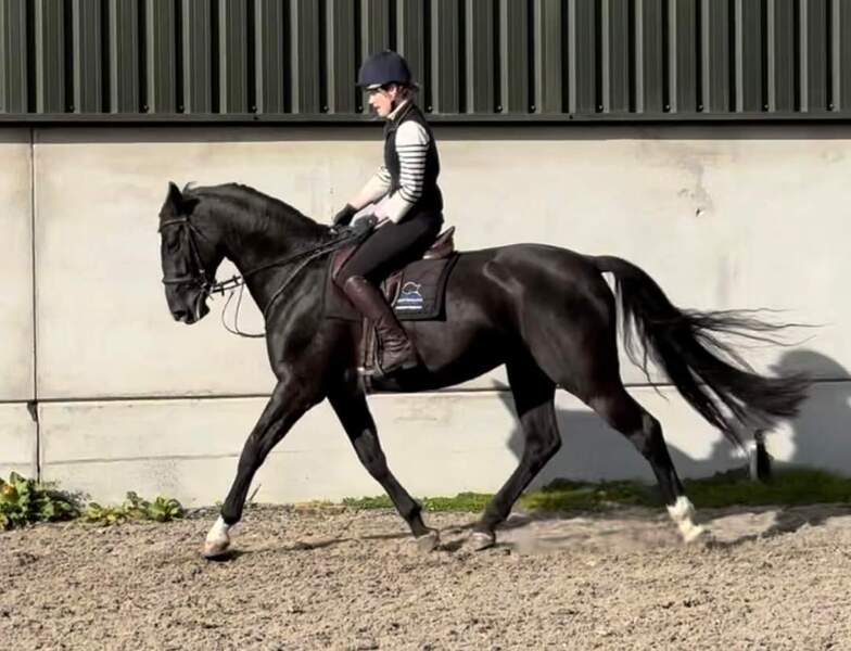Juno 16.2 warmblood black mare 2017