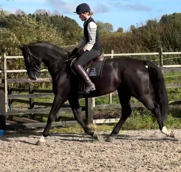 Juno 16.2 warmblood black mare 2017