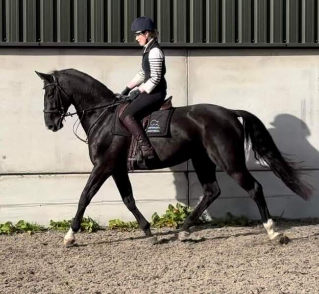 Juno 16.2 warmblood black mare 2017