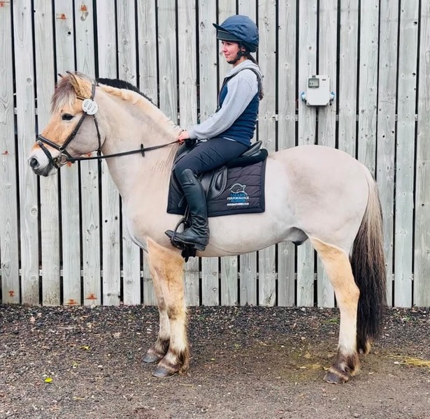 Nugget  14.3 2012 Dun Fjord Gelding
