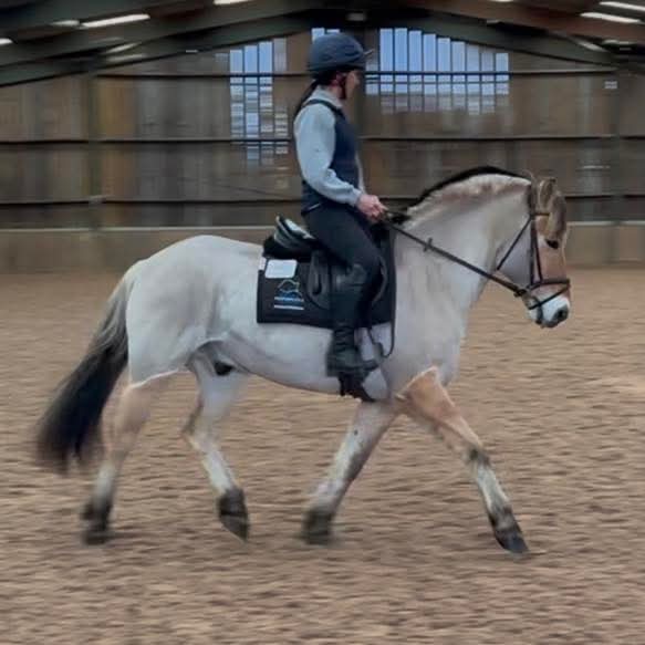 Nugget  14.3 2012 Dun Fjord Gelding