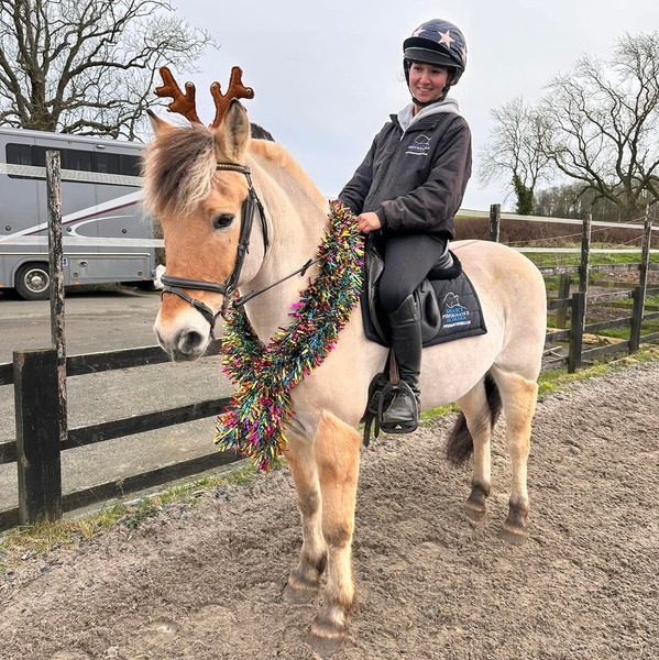 Nugget  14.3 2012 Dun Fjord Gelding