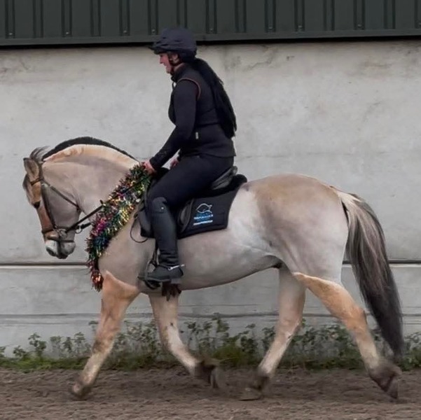 Nugget  14.3 2012 Dun Fjord Gelding