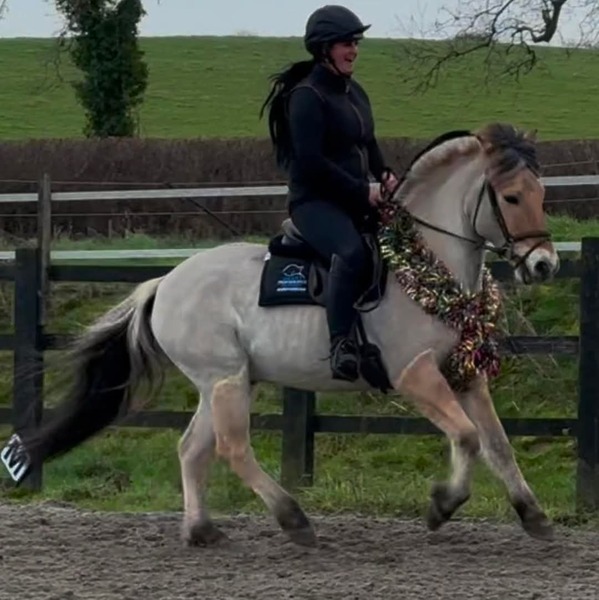 Nugget  14.3 2012 Dun Fjord Gelding