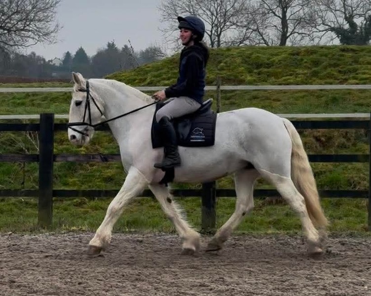 Mae 15hh Irish cob grey mare 2011