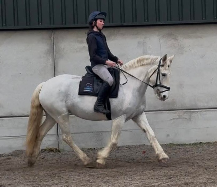 Mae 15hh Irish cob grey mare 2011