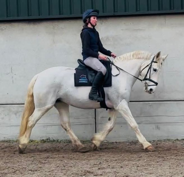 Mae 15hh Irish cob grey mare 2011