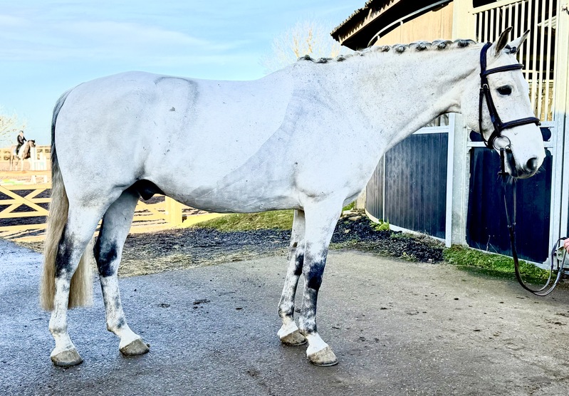 15.2hh 2015 Gelding Connie x