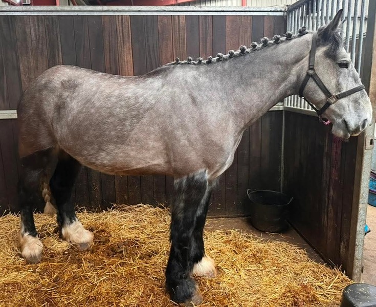 MOLEY 16.3 GW Irish grey gelding 2019