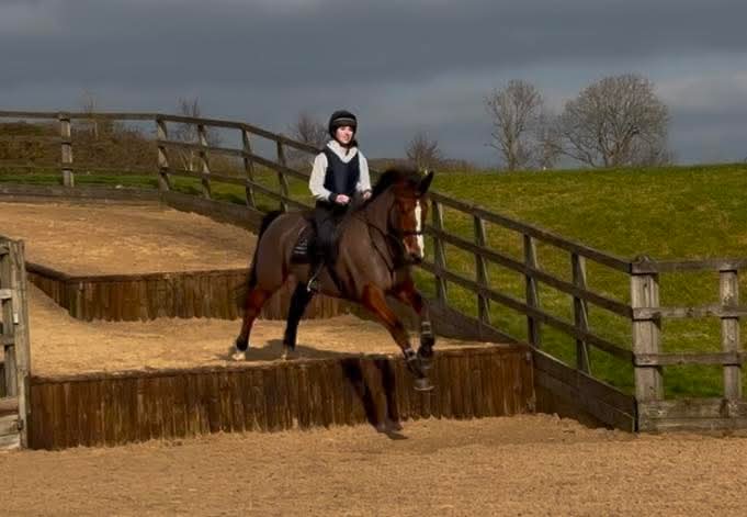 Chilli 16.1 bay connie x 2018 mare