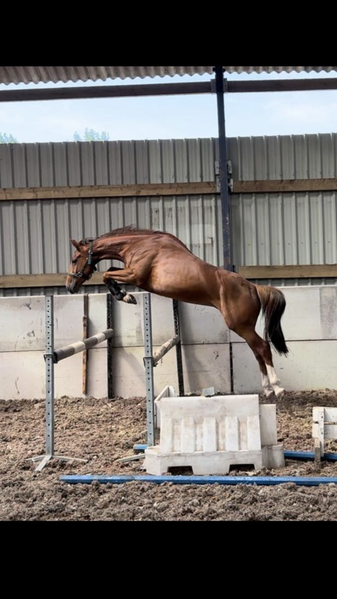 SALES LIVERY Looking to Sell Your Horse or Pony? Let Us Help! ????