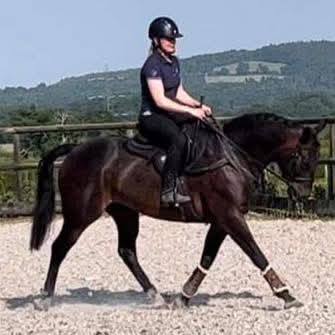 KitKat 14.2 bay mare 2011