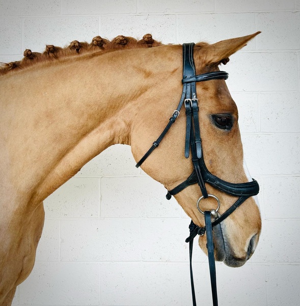 16.1hh 2011 ISH Mare