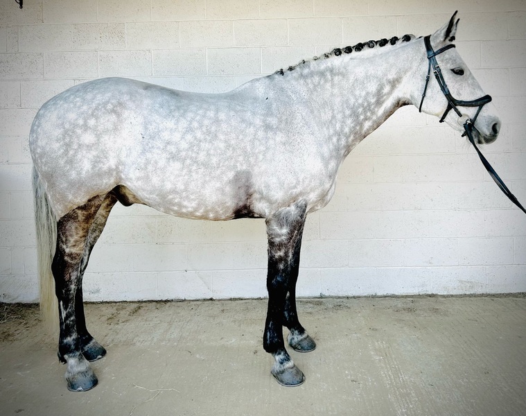 16.2hh 2014 Gelding HOYS Winner