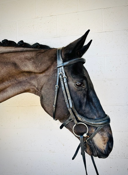 16hh 2017 Gelding by Great Pretender