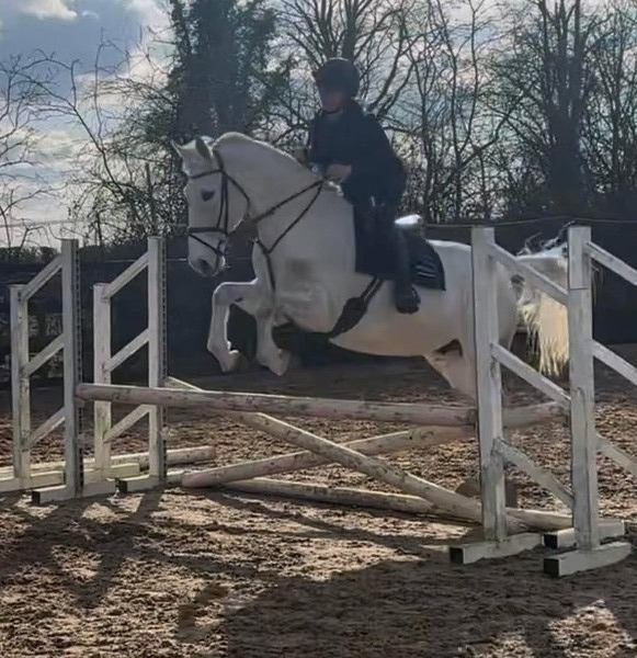 Tansy 16.3hh IDxTB grey 2012 mare