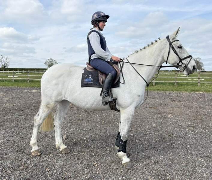 Tansy 16.3hh IDxTB grey 2012 mare