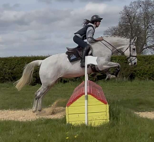 Tansy 16.3hh IDxTB grey 2012 mare