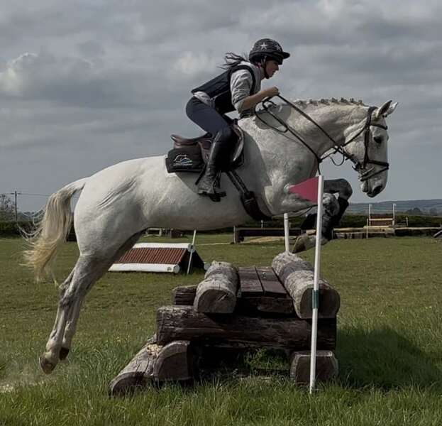 Tansy 16.3hh IDxTB grey 2012 mare