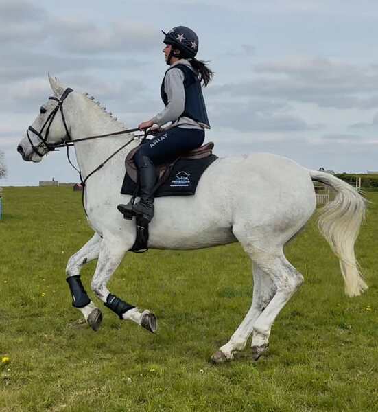 Tansy 16.3hh IDxTB grey 2012 mare