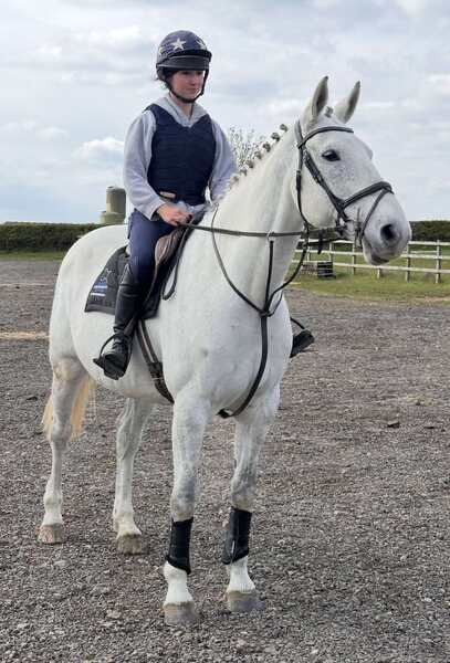 Tansy 16.3hh IDxTB grey 2012 mare