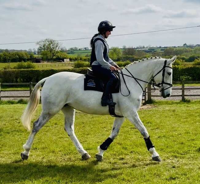 Tansy 16.3hh IDxTB grey 2012 mare