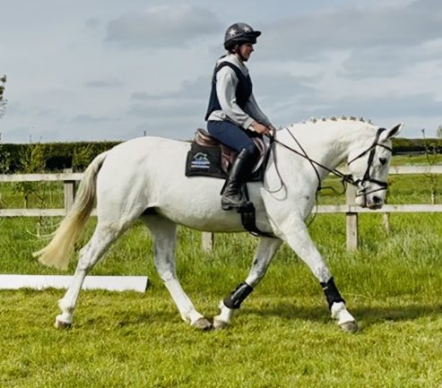 Tansy 16.3hh IDxTB grey 2012 mare