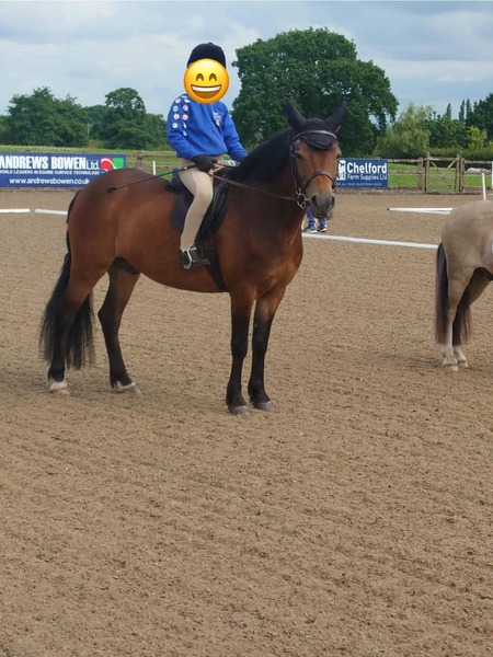 Whiskey Exceptional Pony Club/Working Hunter 
